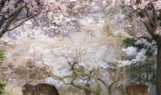 I ciliegi in fiore del Parco di Nara Parco giapponese durante la stagione dell'Hanami