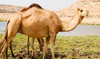 Dromedario e paesaggio omanita Il dromedario: uno degli animali simbolo delle terre omanite