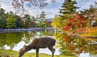 L'incantevole Parco di Nara Veduta del Parco di Nara, meta imperdibile di qualunque viaggio in Giappone