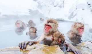 Macachi giapponesi nelle acque termali di Nagano Macachi giapponesi si riscaldano immergendosi nelle acque termali