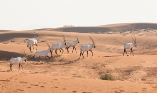 Orici d'Arabia nel deserto dell'Oman Vacanze in Oman: incontro con un gruppo di orici d'Arabia