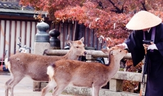 Vacanze in Giappone - I cervi di Nara