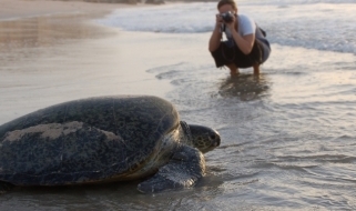 Tartaruga sulla spiaggia di Ras al Jinz Lo spettacolo delle targarughe marine sulle spiagge dell'Oman