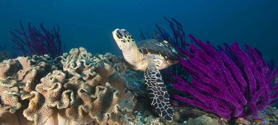 Tartaruga fotografata durante un'immersione in Oman