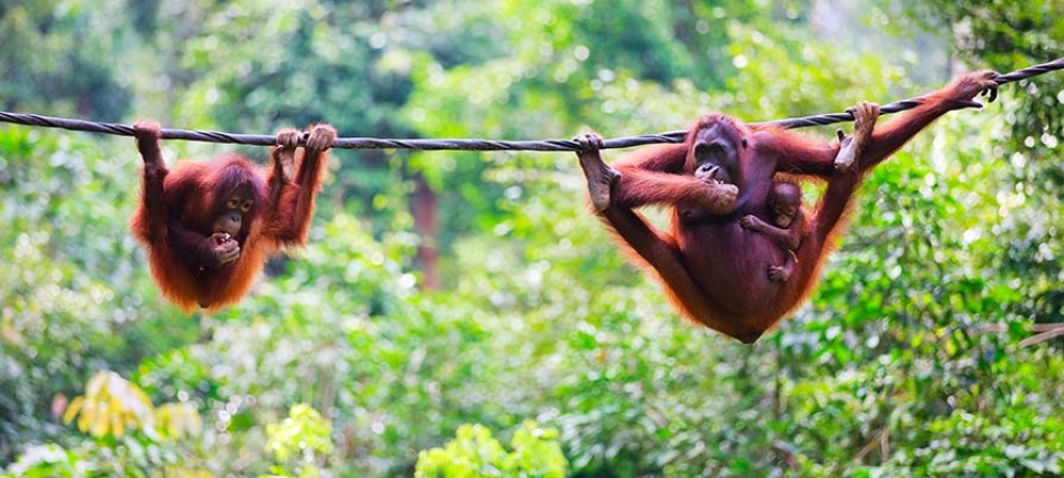 scimmie immortalate durante il viaggio nel Sabah con l'itinerario Sabah Adventure