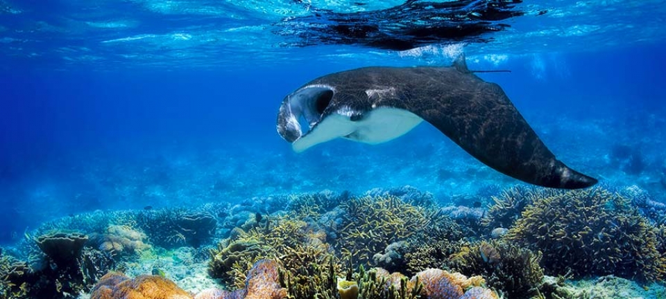 Avvistamento in Indonesia durante un'immersione