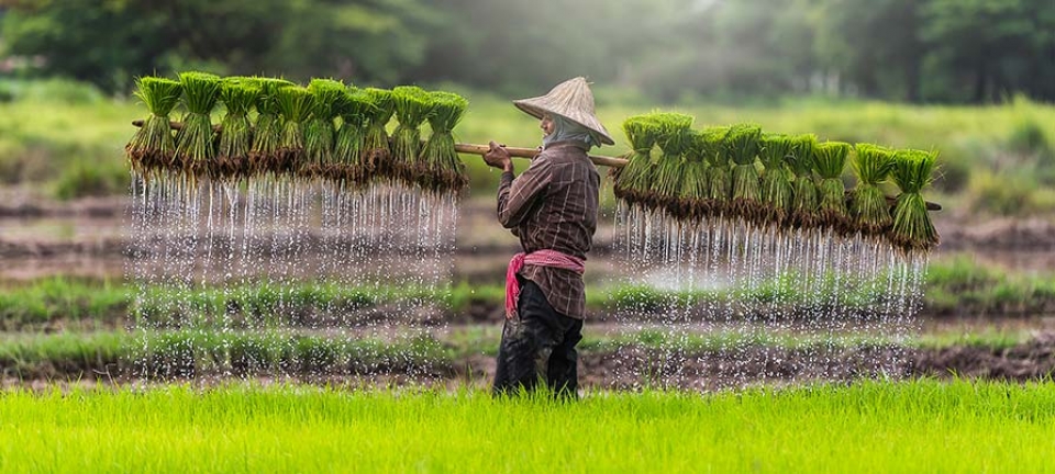 uomo fotografato durante la raccolta del riso durante il viaggio privato combinato 14 giorni Vietnam Cambogia e Laos
