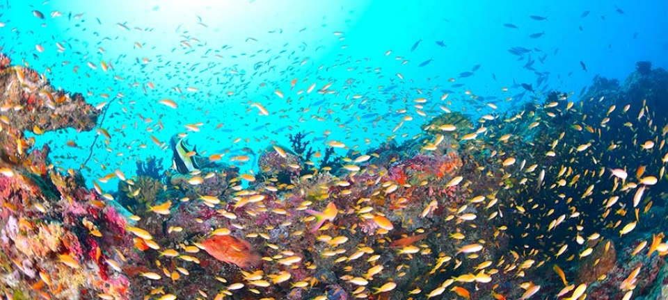 fondali marini alle Maldive, meta ideale per gli appassionati di snorkeling