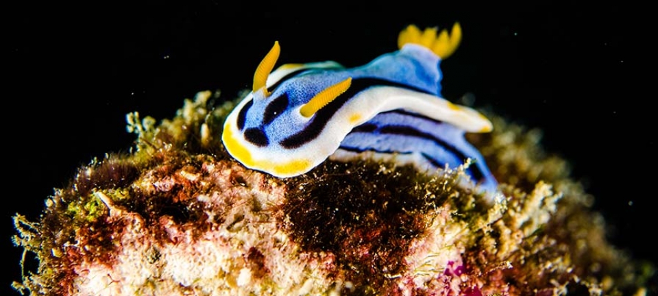 Avvistamento durante un'immersione subacquea in Indonesia