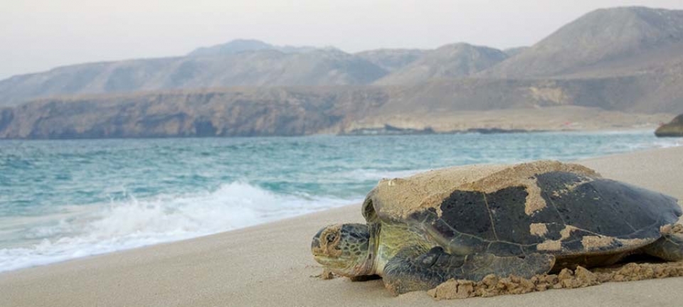 Tartarughe a Masirah 
