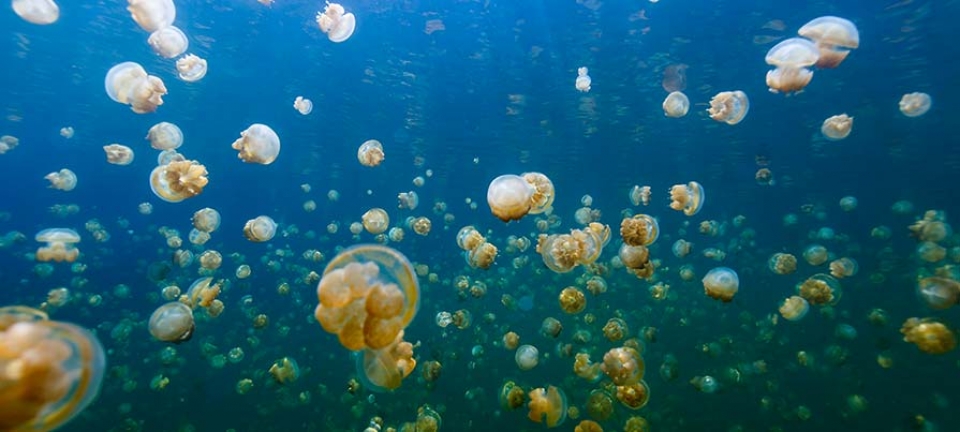 Diving in Micronesia - Foto subacquea del Jellyfish Lake, Isola di Eil Malk (Mecherchar), Palau