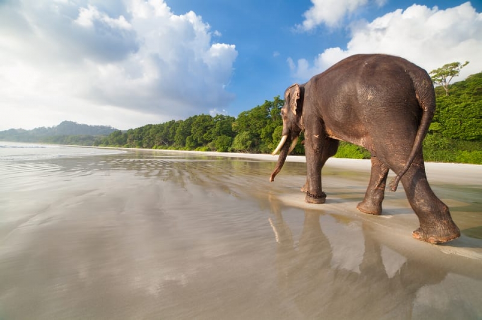 Elefante in riva al mare immortalato durante il viaggio di 8 giorni alle Andamane
