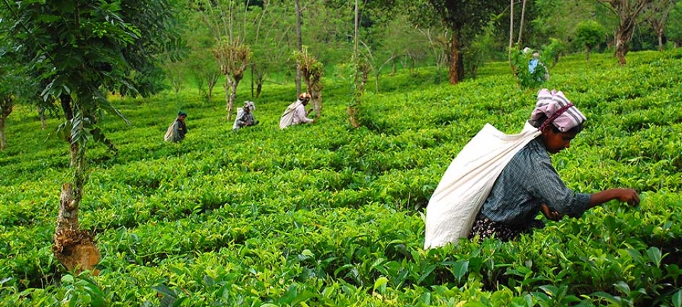 Natura e campi immortalati durante il viaggio in Sri Lanka in estate