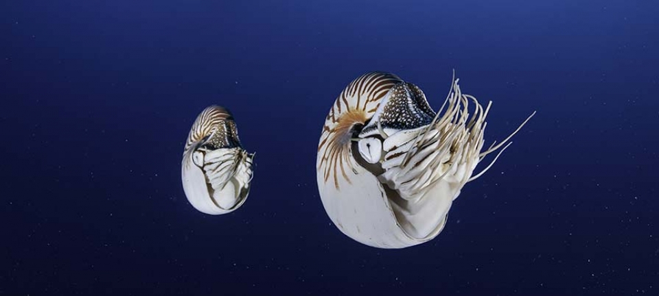 Foto della fauna marina fatta durante la vacanza in Micronesia e Palau