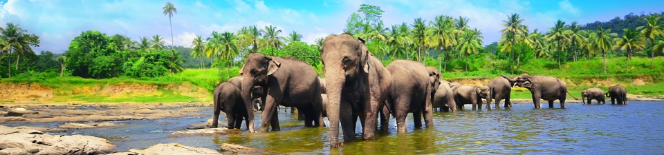 Elefanti immortalati durante un viaggio in Sri Lanka organizzatto dal tour operator Originaltour