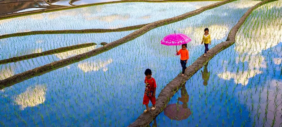 Donne nelle risaie della Cambogia fotografate durante il viaggio di capodanno in Cambogia con Originaltour