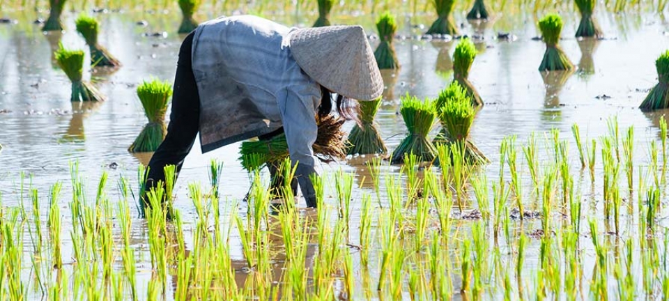 uomo chinato nei campi di riso fotografato durante il tour di 13 giorni tra Vietnam e Cambogia
