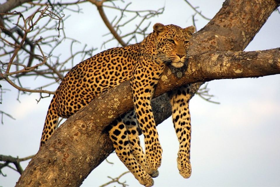 foto di safari in Sudafrica subito prima di un viaggio alle Seychelles