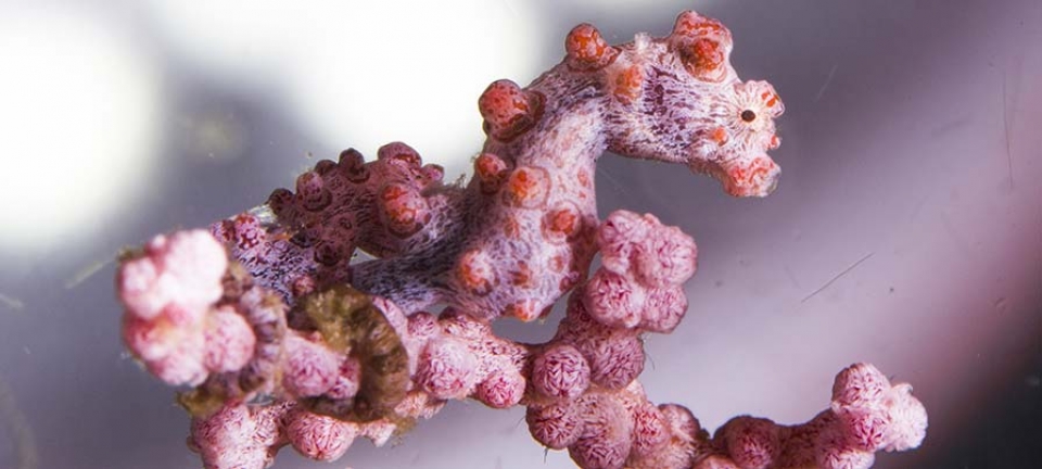 particolare immersione Indonesia