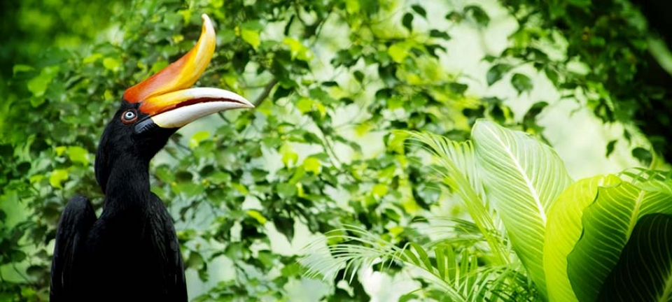 Fauna immortalata durante il viaggio nel Borneo Malese di 10 giorni