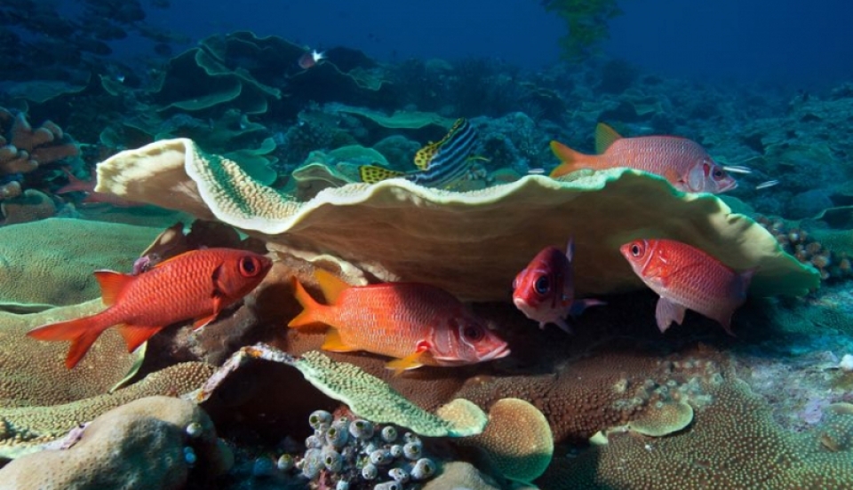 Micronesia: cosa vedere e cosa fare