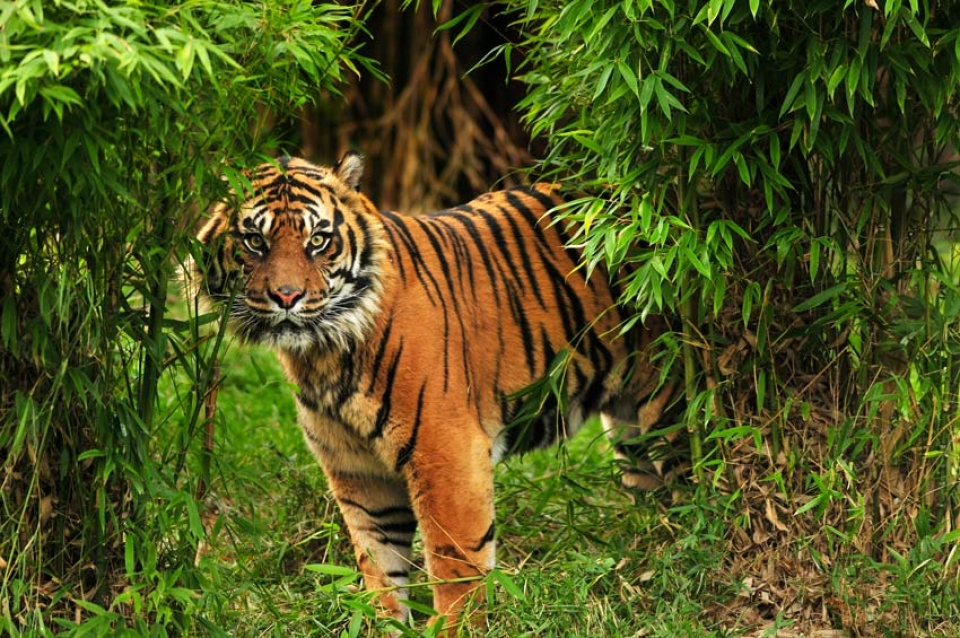 Tigre fotografata durante il viaggio di 7 giorni tra Natura e cultura dell'India