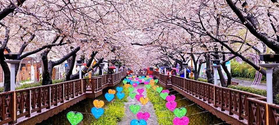 Foto dell'Hanami durante la vacanza in Giappone e a Palau in Micronesia