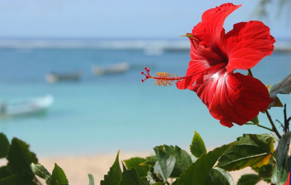 fiore all'isola Mauritius