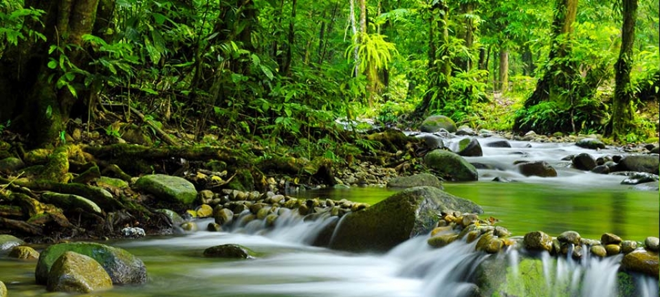 Foto della giungla della Malesia in cui è possibile effettuare un trekking