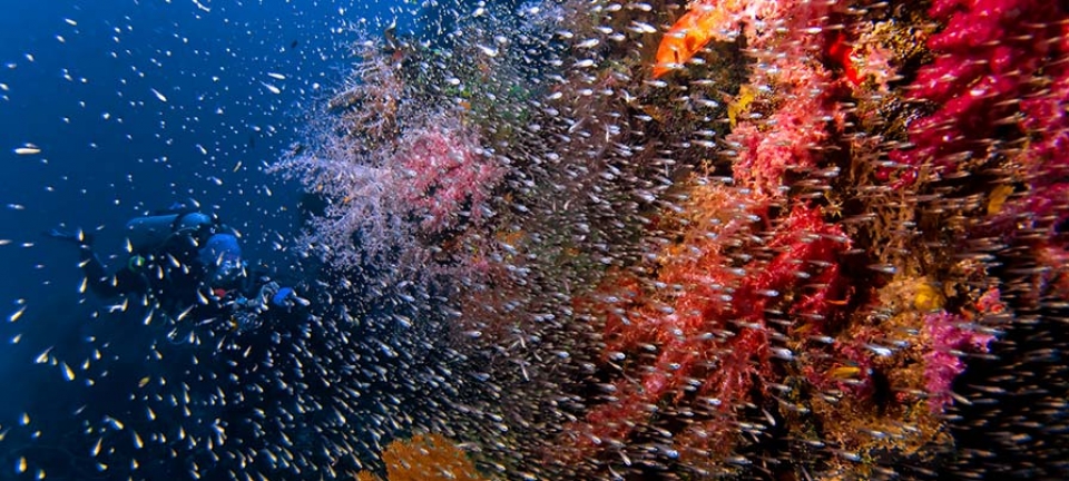 fondali maldiviani