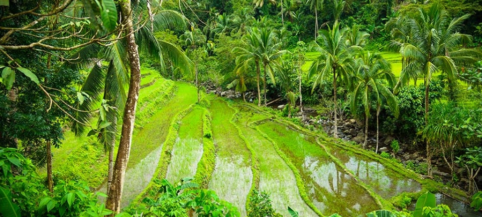 Terrazze di Riso fotografate durante il tour nel Luzon nelle Filippine