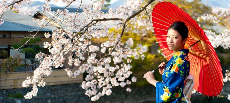 Tour in Giappone - Ragazza in kimono sorregge il tipico wagasa, l'ombrello rosso delle geisha, davanti ad un ciliegio in fiore