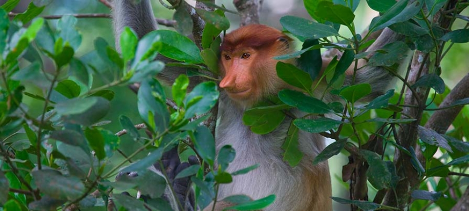Malesia: foto ad un esemplare della fauna tipica locale