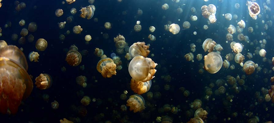 foto scattata durante un'immersione in Micronesia