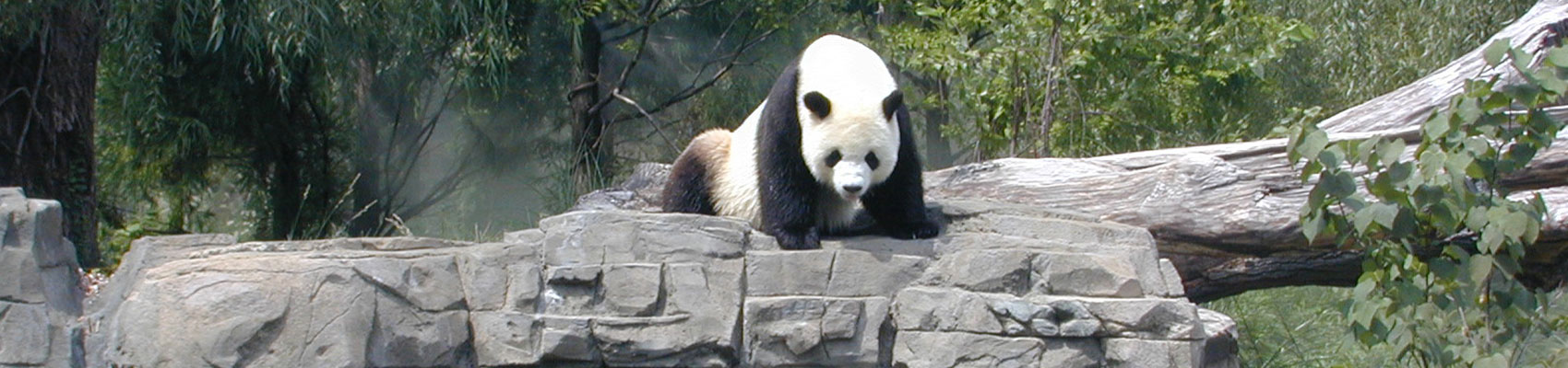 Panda giganti del Centro di Chengdu durante l'estensione Sichuan di Originaltour