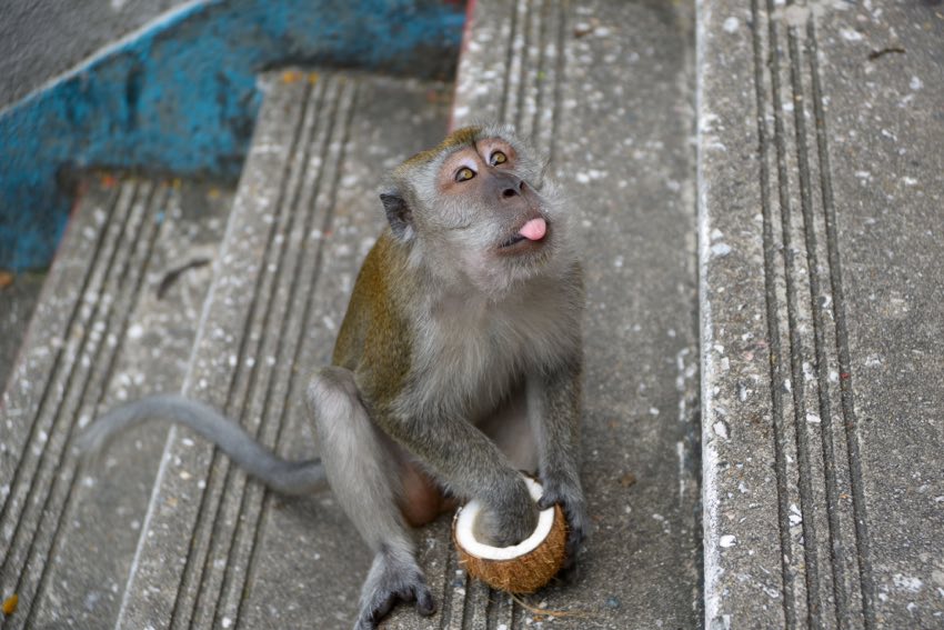 Scimmia fotografata nel Tour in Sarawak