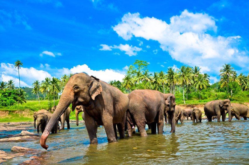 Elefanti nel Parco Nazionale di Yala durante il safari nel tour di lusso in Sri Lanka