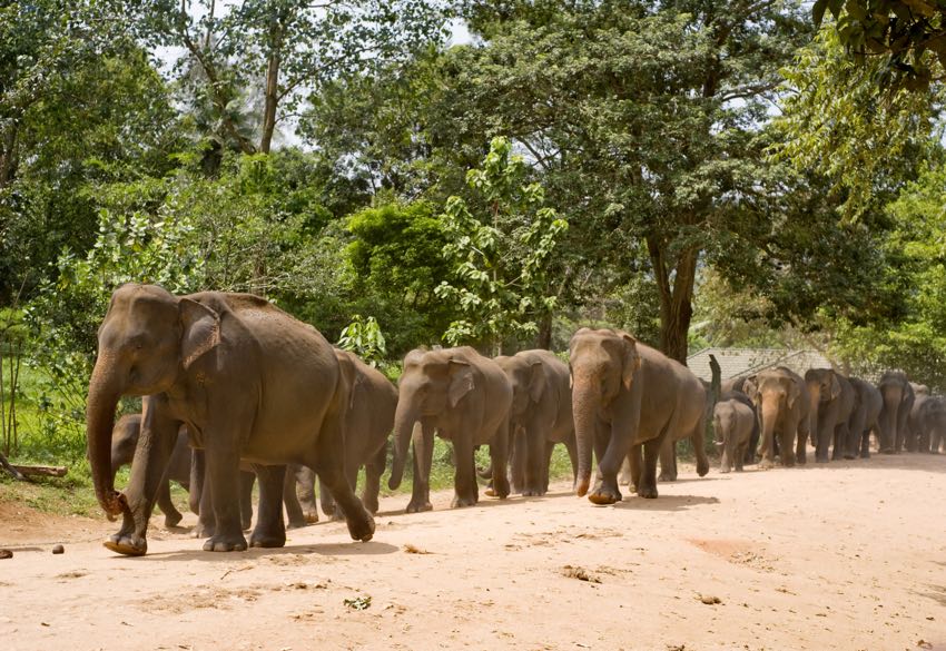 Elefanti fotografati durante uno degli itinerari in Sri Lanka di Originaltour