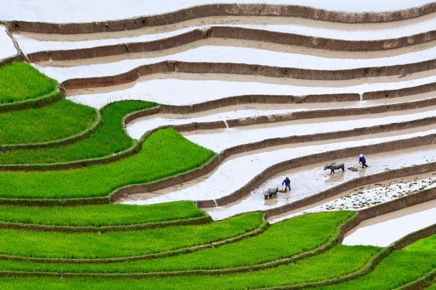 Risaie del Vietnam