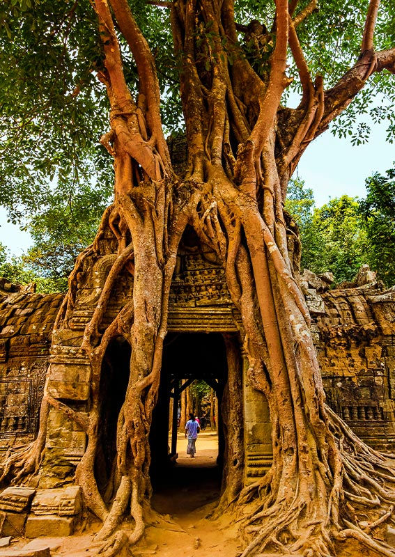 Albero secolare in Cambogia con arco e passagio fotografato durante il tour di gruppo di 13 giorni in Cambogia