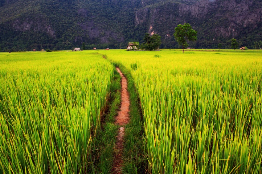 Campo e paesaggi fotografato durante un viaggio in Laos di Originaltour