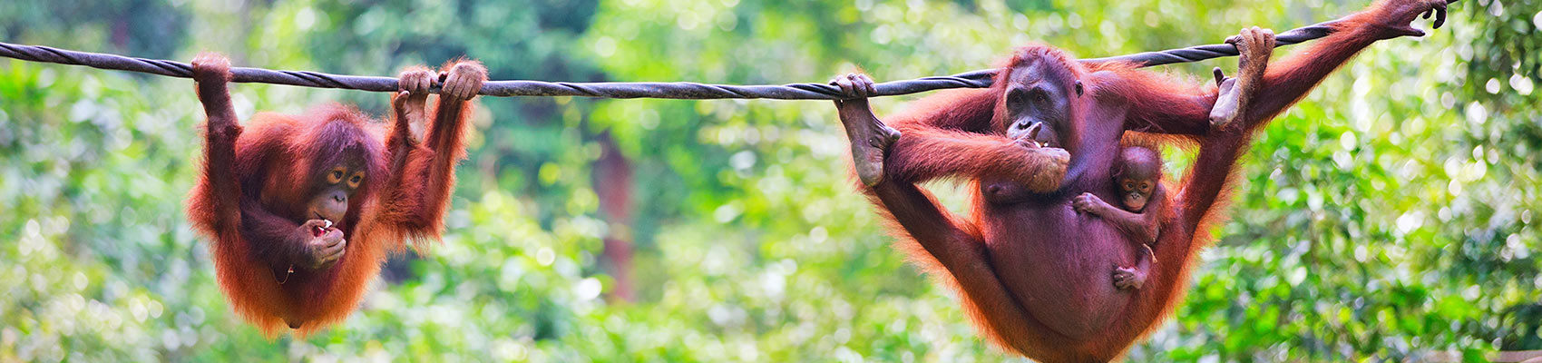 Scimmie nella regione del Borneo Malese