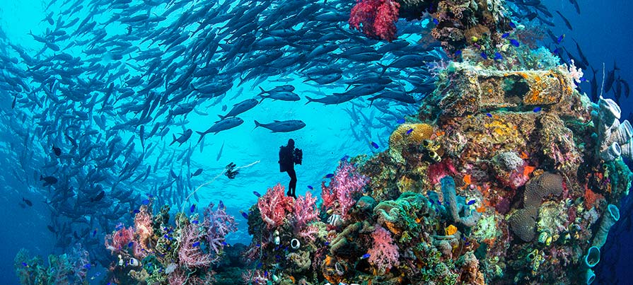 Esperienze di diving in Micronesia con uomo sul fondale dell'oceano circondato da fauna e flora marina