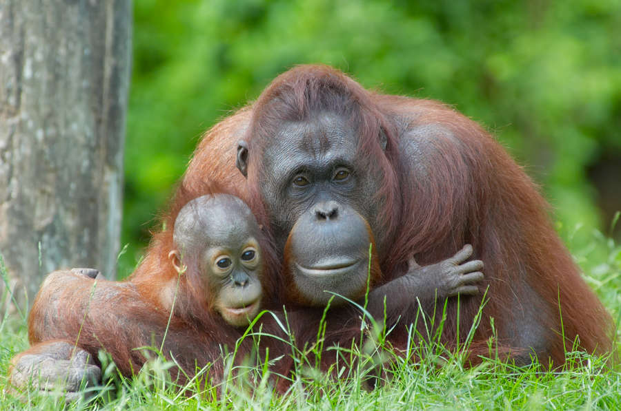 Oranghi fotografati durante il viaggio Gran Tour del Borneo Malese 