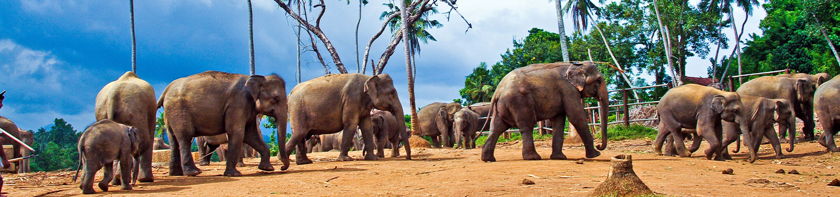 Elefanti fotografati durante il Minitour di Sri Lanka di Originaltour