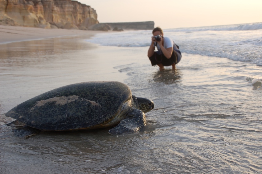 Tartarughe marine fotografate in Oman presso Ras Al Jinz
