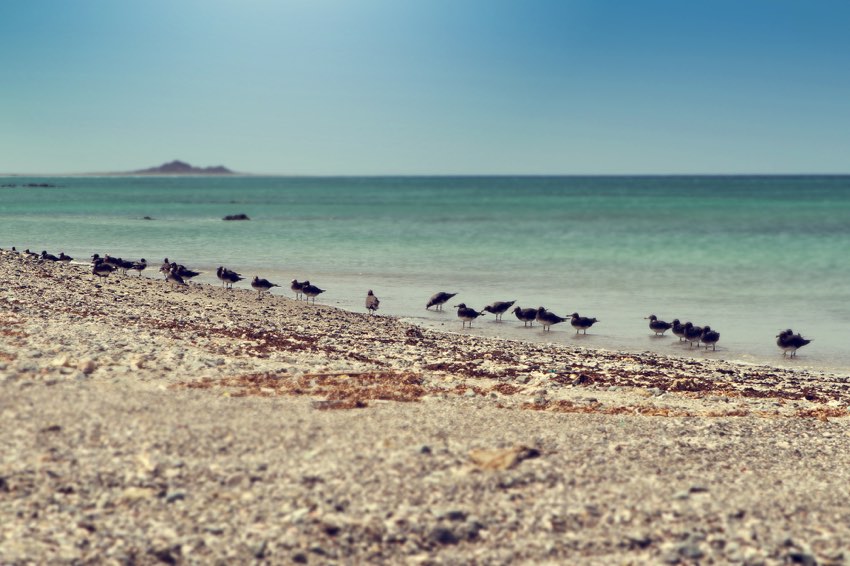 Riva dell'Isola di Masirah durante il viaggio Natura e Cultura dell'Oman