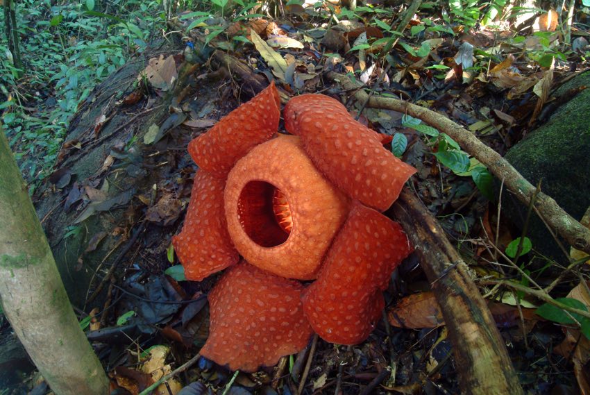 Vegetazione selvaggia nella foresta malese durante un viaggio