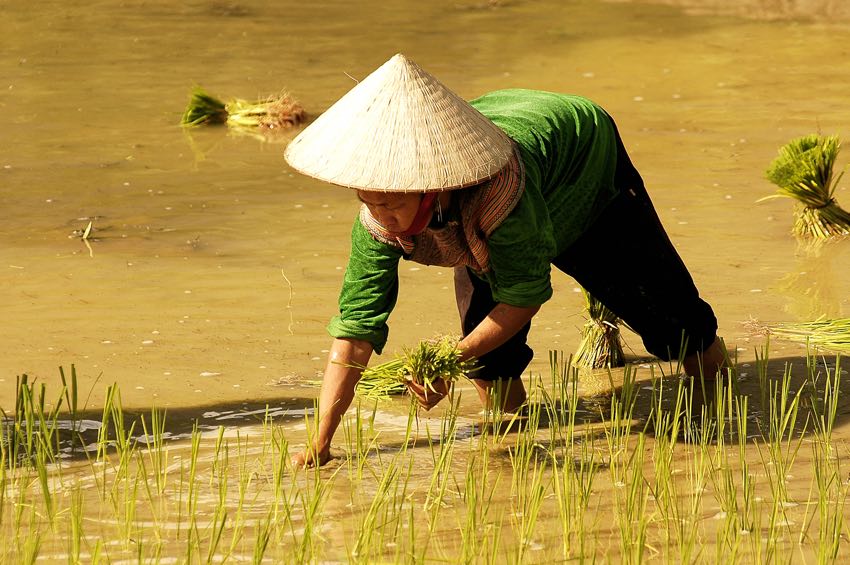 Uomo che lavora nelle risaie in Vietnam fotografato durante il viaggio combinato tra Vietnam e Cambogia