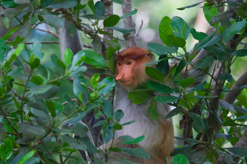 Scimmia proboscidata immortalata durante un tour di 3 giorni in Malesia